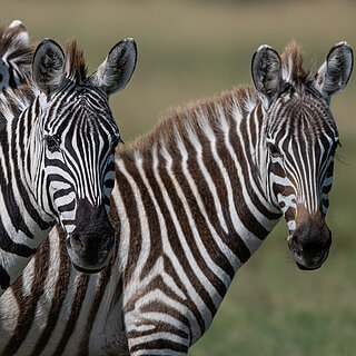 Ol Pejeta - Plains zebras